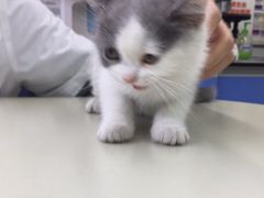 -瑞派动物医院·猫专科·至诚(江南中分院)