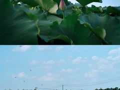 -嘉北郊野公园
