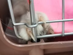 -伟伟宠物医院·瑞派猫友好医院·猫科(光谷店)