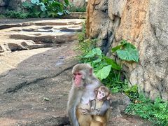 -海南热带野生动植物园