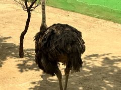 -西霞口神雕山野生动物世界