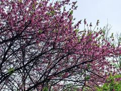 -南汇桃花村