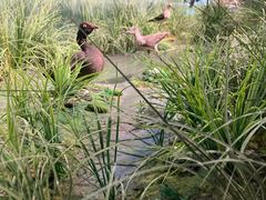 -四川大学博物馆