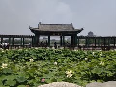 -莲花池公园