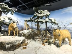 -陕西自然博物馆