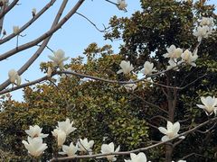 -徐家汇源景区-衡山公园