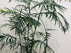 -浆木咖啡馆(湘子庙街店)