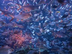 -成都浩海立方海洋公园