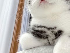 -翊宠yipet猫狗购宠庄园犬舍•猫舍