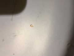 -小湘旺臭鳜鱼(百子湾店)