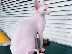 -猫小院猫主题咖啡厅(北锣店)