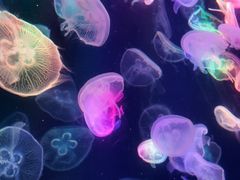 -海合安成都极地海洋公园