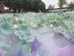 -鹅湖玫瑰文化园