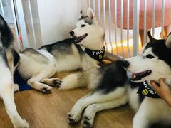 -Husky Go! 哈士奇体验馆·宠物咖啡厅狗咖