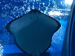 -上海海昌海洋公园