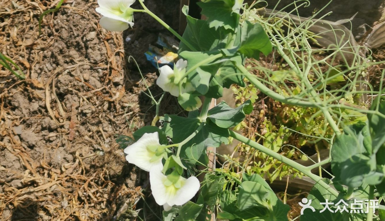 🌸花都开了