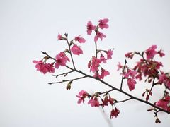 -天适樱花悠乐园
