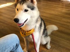 -Husky Go! 哈士奇体验馆·宠物咖啡厅狗咖