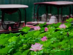 -后海公园