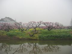 -南汇桃花村