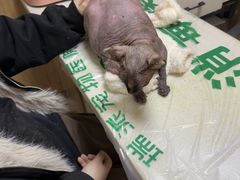 -瑞派宠物医院·24h·骨外科·皮肤科·全科宠物医疗转诊中心(沈阳浑南院)