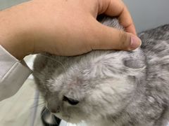 -喵的天空名猫咖啡馆·撸猫·猫舍·用品