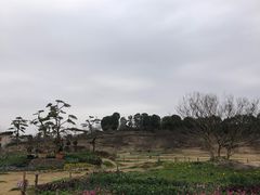 -秀丽东方