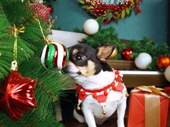 -超宠爱宠物摄影-Super pet