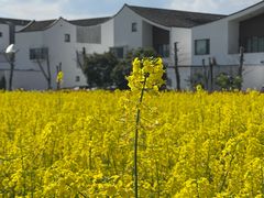 -东梓关景区村庄
