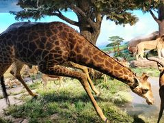 -国家自然博物馆