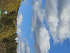 -莫尔道嘎国家森林公园