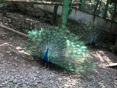 -藏龙百瀑风景区