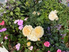 -深圳国际园林花卉博览园