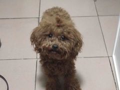 -北京恒爱动物医院(清景园分院)