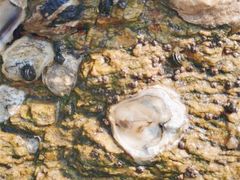 -日照灯塔风景区