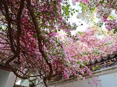 -深圳国际园林花卉博览园