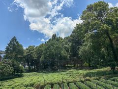 -野蔓果·山野菜(西湖景区·龙井茶田店)