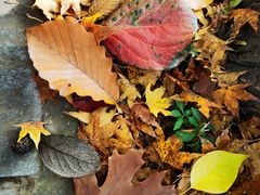 -国家植物园南园