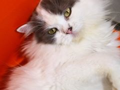 -平行世界·猫咖(首经贸店)