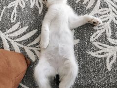 -瑞派·关忠动物医院·猫专科·犬专科(三环新城店)