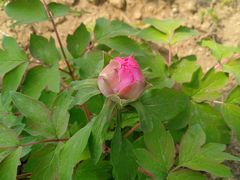 -合肥三国新城遗址公园