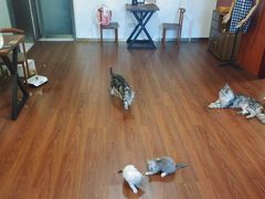 -楼上猫咖(罗湖店)