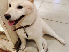 -猫小院猫主题餐厅(南锣旗舰店)