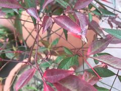 -白塘生态植物园