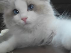 -猫十亿·布偶金渐层·曼基康矮脚猫舍(青年路店)