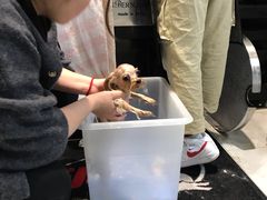 -柚子宠物(伊珊娜调理店)