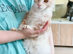 -十年猫舍·猫咪专门店(普陀店)