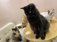 -藏猫猫咖啡主题馆(中央大道店)