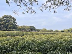 -中国茶叶博物馆(双峰馆区)