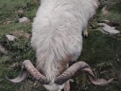 -青藏高原自然博物馆